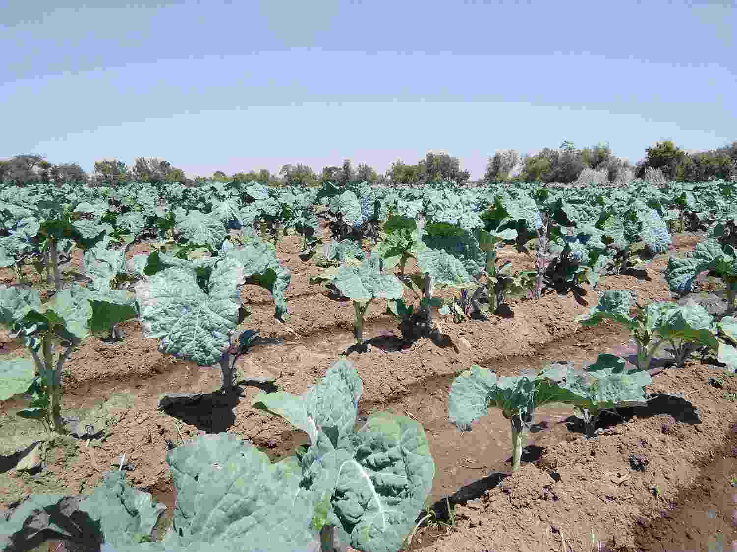 Close up of young kale plants growing in rows on an irrigated farm